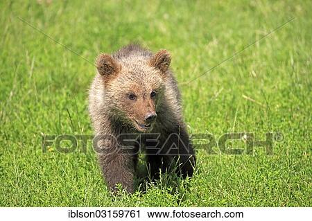 Stock Image - "Brown Bear (Ursus arctos) cub, captive, Cleebronn, Baden-Wurttemberg, Germany, Europe". Fotosearch