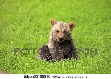 "Brown Bear (Ursus arctos) cub, captive, Cleebronn, Baden-Wurttemberg, Germany, Europe" View Large Photo Image Stock Image - "Brown Bear (Ursus arctos) cub, captive, Cleebronn, Baden-Wurttemberg, Germany, Europe". Fotosearch