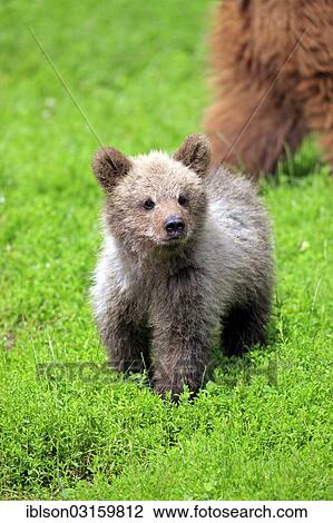 "Brown Bear (Ursus arctos) cub, captive, Cleebronn, Baden-Wurttemberg, Germany, Europe" View Large Photo Image Stock Image - "Brown Bear (Ursus arctos) cub, captive, Cleebronn, Baden-Wurttemberg, Germany, Europe". Fotosearch