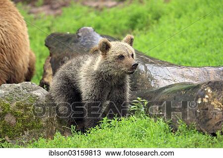 "Brown Bear (Ursus arctos) cub, captive, Cleebronn, Baden-Wurttemberg, Germany, Europe" View Large Photo Image Stock Image - "Brown Bear (Ursus arctos) cub, captive, Cleebronn, Baden-Wurttemberg, Germany, Europe". Fotosearch