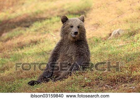 "Brown Bear (Ursus arctos) cub, captive, Cleebronn, Baden-Wurttemberg, Germany, Europe" View Large Photo Image Stock Image - "Brown Bear (Ursus arctos) cub, captive, Cleebronn, Baden-Wurttemberg, Germany, Europe". Fotosearch