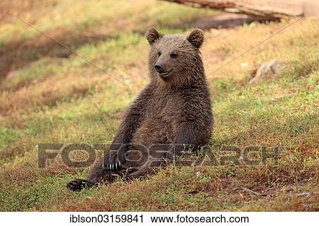 "Brown Bear (Ursus arctos) cub, captive, Cleebronn, Baden-Wurttemberg, Germany, Europe" View Large Photo Image Stock Image - "Brown Bear (Ursus arctos) cub, captive, Cleebronn, Baden-Wurttemberg, Germany, Europe". Fotosearch