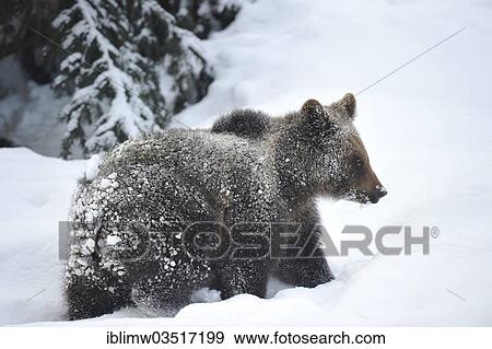 "Brown Bear (Ursus arctos), cub, struggling through the snow, Bavarian Forest National Park, Neuschonau, Bavaria, Germany, Europe" View Large Photo Image Stock Photo - "Brown Bear (Ursus arctos), cub, struggling through the snow, Bavarian Forest National Park, Neuschonau, Bavaria, Germany, Europe". Fotosearch