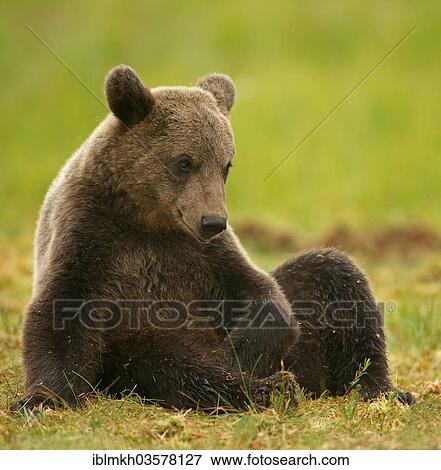 "Brown Bear (Ursus arctos), cub, Suomussalmi, Kainuu, Finland, Europe" View Large Photo Image Stock Photo - "Brown Bear (Ursus arctos), cub, Suomussalmi, Kainuu, Finland, Europe". Fotosearch