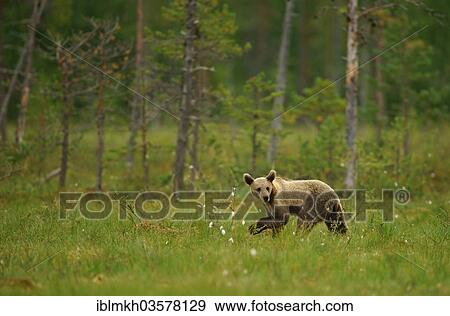 "Brown Bear (Ursus arctos), cub, Suomussalmi, Kainuu, Finland, Europe" View Large Photo Image Stock Photo - "Brown Bear (Ursus arctos), cub, Suomussalmi, Kainuu, Finland, Europe". Fotosearch