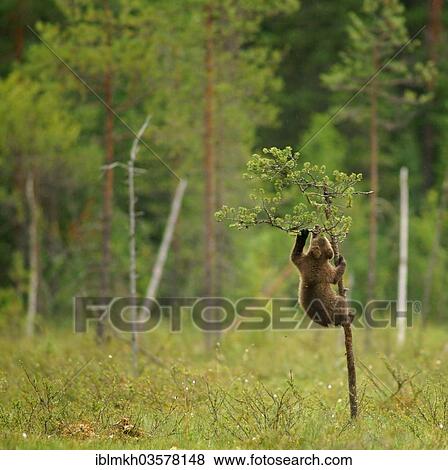 "Brown Bear (Ursus arctos), cub climbing a tree, Suomussalmi, Kainuu, Finland, Europe" View Large Photo Image Stock Photo - "Brown Bear (Ursus arctos), cub climbing a tree, Suomussalmi, Kainuu, Finland, Europe". Fotosearch