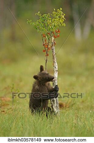 "Brown Bear (Ursus arctos), cub, Suomussalmi, Kainuu, Finland, Europe" View Large Photo Image Stock Photo - "Brown Bear (Ursus arctos), cub, Suomussalmi, Kainuu, Finland, Europe". Fotosearch