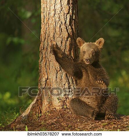 Stock Photo - "Brown Bear (Ursus arctos), cub, Suomussalmi, Kainuu, Finland, Europe". Fotosearch