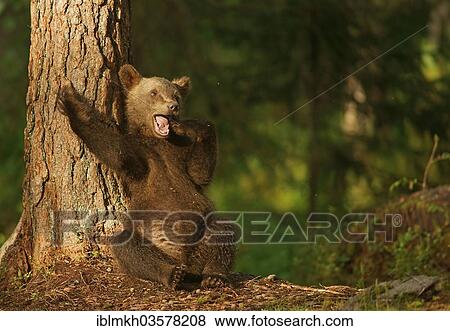 "Brown Bear (Ursus arctos), cub, Suomussalmi, Kainuu, Finland, Europe" View Large Photo Image Stock Photo - "Brown Bear (Ursus arctos), cub, Suomussalmi, Kainuu, Finland, Europe". Fotosearch