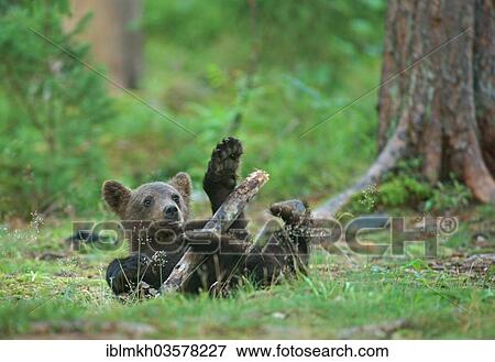 Stock Photo - "Brown Bear (Ursus arctos), cub, Suomussalmi, Kainuu, Finland, Europe". Fotosearch