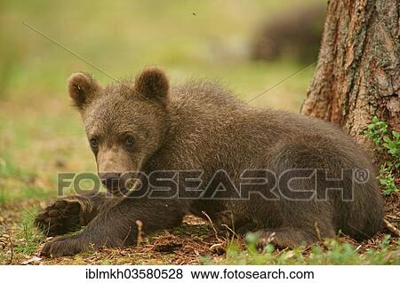 "Brown Bear (Ursus arctos), cub, Suomussalmi, Kainuu, Finland, Europe" View Large Photo Image Stock Photo - "Brown Bear (Ursus arctos), cub, Suomussalmi, Kainuu, Finland, Europe". Fotosearch
