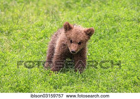 "Brown Bear (Ursus arctos) cub, captive, Cleebronn, Baden-Wurttemberg, Germany, Europe" View Large Photo Image Stock Photo - "Brown Bear (Ursus arctos) cub, captive, Cleebronn, Baden-Wurttemberg, Germany, Europe". Fotosearch
