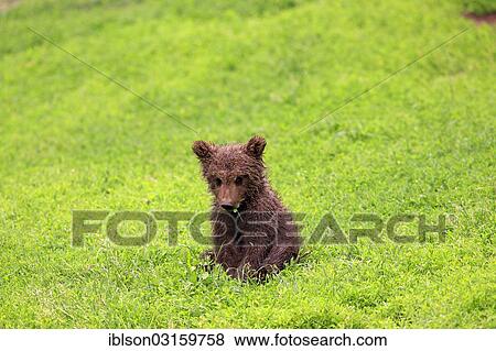 "Brown Bear (Ursus arctos) cub, captive, Cleebronn, Baden-Wurttemberg, Germany, Europe" View Large Photo Image Stock Photo - "Brown Bear (Ursus arctos) cub, captive, Cleebronn, Baden-Wurttemberg, Germany, Europe". Fotosearch