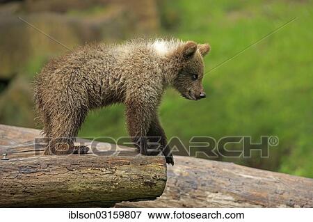 "Brown Bear (Ursus arctos) cub, captive, Cleebronn, Baden-Wurttemberg, Germany, Europe" View Large Photo Image Stock Photo - "Brown Bear (Ursus arctos) cub, captive, Cleebronn, Baden-Wurttemberg, Germany, Europe". Fotosearch
