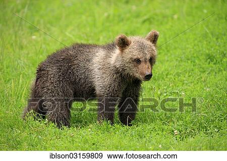 "Brown Bear (Ursus arctos) cub, captive, Cleebronn, Baden-Wurttemberg, Germany, Europe" View Large Photo Image Stock Photo - "Brown Bear (Ursus arctos) cub, captive, Cleebronn, Baden-Wurttemberg, Germany, Europe". Fotosearch