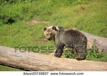 "Brown Bear (Ursus arctos) cub, captive, Cleebronn, Baden-Wurttemberg, Germany, Europe" View Large Photo Image Stock Photo - "Brown Bear (Ursus arctos) cub, captive, Cleebronn, Baden-Wurttemberg, Germany, Europe". Fotosearch