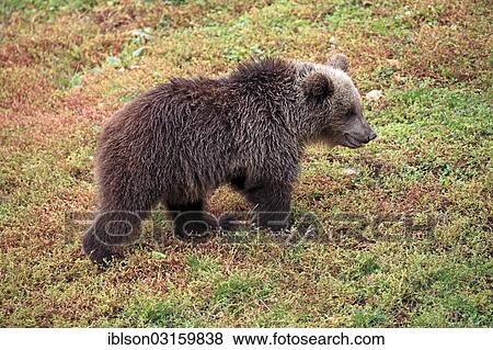 "Brown Bear (Ursus arctos) cub, captive, Cleebronn, Baden-Wurttemberg, Germany, Europe" View Large Photo Image Stock Photo - "Brown Bear (Ursus arctos) cub, captive, Cleebronn, Baden-Wurttemberg, Germany, Europe". Fotosearch