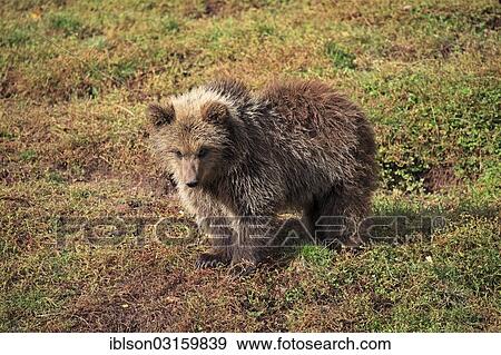 Stock Photo - "Brown Bear (Ursus arctos) cub, captive, Cleebronn, Baden-Wurttemberg, Germany, Europe". Fotosearch