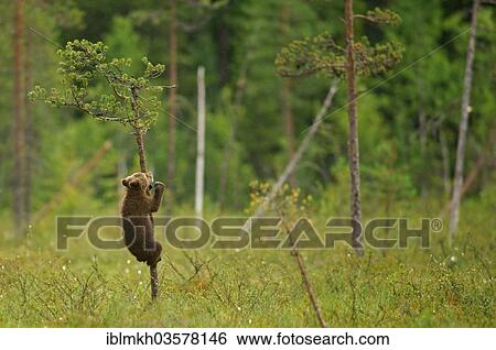 "Brown Bear (Ursus arctos), cub climbing a tree, Suomussalmi, Kainuu, Finland, Europe" View Large Photo Image Stock Photograph - "Brown Bear (Ursus arctos), cub climbing a tree, Suomussalmi, Kainuu, Finland, Europe". Fotosearch