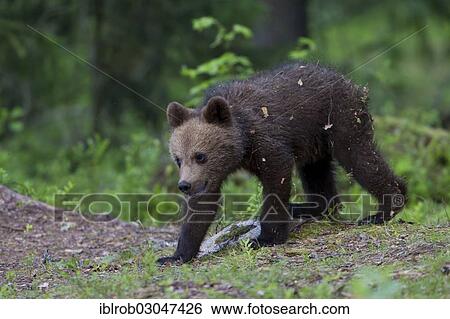 "Brown Bear (Ursus arctos) cub, Karelia, Finland, Europe" View Large Photo Image Stock Photograph - "Brown Bear (Ursus arctos) cub, Karelia, Finland, Europe". Fotosearch