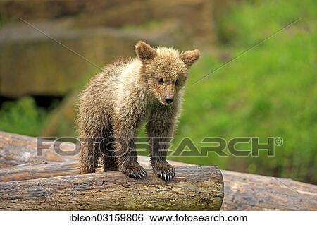 "Brown Bear (Ursus arctos) cub, captive, Cleebronn, Baden-Wurttemberg, Germany, Europe" View Large Photo Image Stock Photograph - "Brown Bear (Ursus arctos) cub, captive, Cleebronn, Baden-Wurttemberg, Germany, Europe". Fotosearch