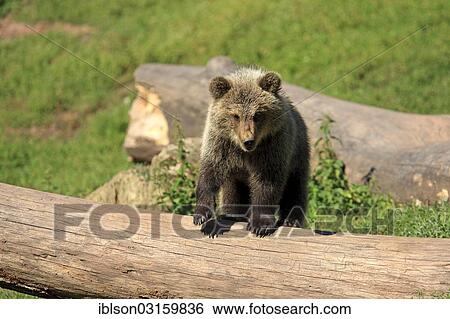 "Brown Bear (Ursus arctos) cub, captive, Cleebronn, Baden-Wurttemberg, Germany, Europe" View Large Photo Image Stock Photograph - "Brown Bear (Ursus arctos) cub, captive, Cleebronn, Baden-Wurttemberg, Germany, Europe". Fotosearch