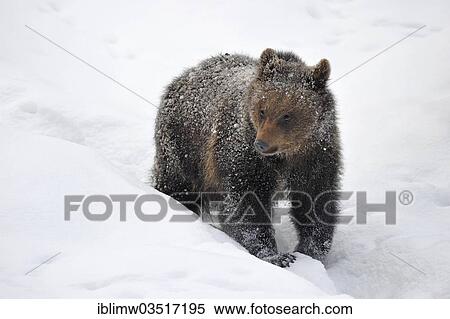 "Brown Bear (Ursus arctos), cub, struggling through the snow, Bavarian Forest National Park, Neuschonau, Bavaria, Germany, Europe" View Large Photo Image Stock Photography - "Brown Bear (Ursus arctos), cub, struggling through the snow, Bavarian Forest National Park, Neuschonau, Bavaria, Germany, Europe". Fotosearch