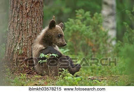 Stock Photography - "Brown Bear (Ursus arctos), cub, Suomussalmi, Kainuu, Finland, Europe". Fotosearch