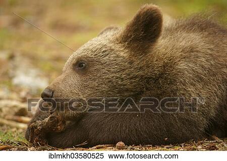 "Brown Bear (Ursus arctos), cub, Suomussalmi, Kainuu, Finland, Europe" View Large Photo Image Stock Photography - "Brown Bear (Ursus arctos), cub, Suomussalmi, Kainuu, Finland, Europe". Fotosearch