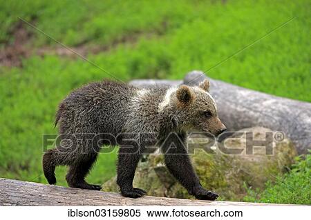 "Brown Bear (Ursus arctos) cub, captive, Cleebronn, Baden-Wurttemberg, Germany, Europe" View Large Photo Image Stock Photography - "Brown Bear (Ursus arctos) cub, captive, Cleebronn, Baden-Wurttemberg, Germany, Europe". Fotosearch