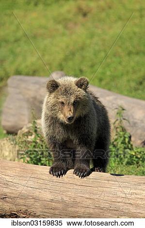 Stock Photography - "Brown Bear (Ursus arctos) cub, captive, Cleebronn, Baden-Wurttemberg, Germany, Europe". Fotosearch