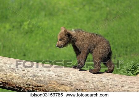 "Brown Bear (Ursus arctos), cub walking on a tree trunk, captive, Cleebronn, Baden-Wurttemberg, Germany, Europe" View Large Photo Image Stock Photography - "Brown Bear (Ursus arctos), cub walking on a tree trunk, captive, Cleebronn, Baden-Wurttemberg, Germany, Europe". Fotosearch