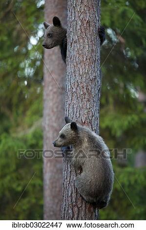 "Brown Bear (Ursus arctos) cubs climbing a tree, Karelia, Finland, Europe" View Large Photo Image Stock Photo - "Brown Bear (Ursus arctos) cubs climbing a tree, Karelia, Finland, Europe". Fotosearch