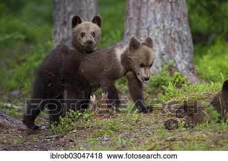 "Brown Bear (Ursus arctos) cubs, Karelia, Finland, Europe" View Large Photo Image Stock Photo - "Brown Bear (Ursus arctos) cubs, Karelia, Finland, Europe". Fotosearch
