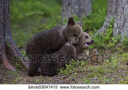 "Brown Bear (Ursus arctos) cubs, Karelia, Finland, Europe" View Large Photo Image Stock Photography - "Brown Bear (Ursus arctos) cubs, Karelia, Finland, Europe". Fotosearch