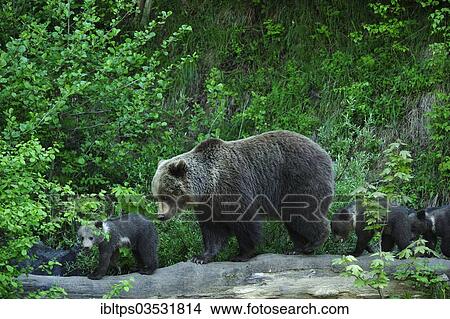 "Brown Bear (Ursus arctos) exploring with its cubs, Langenberg Zoo, Adliswil, Canton of Zurich, Switzerland, Europe" View Large Photo Image Picture - "Brown Bear (Ursus arctos) exploring with its cubs, Langenberg Zoo, Adliswil, Canton of Zurich, Switzerland, Europe". Fotosearch