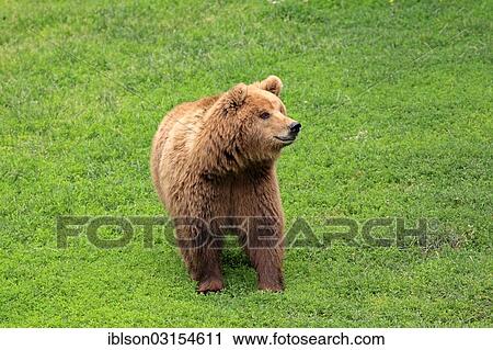 "Brown Bear (Ursus arctos), female, captive, Baden-Wurttemberg, Germany, Europe" View Large Photo Image Stock Image - "Brown Bear (Ursus arctos), female, captive, Baden-Wurttemberg, Germany, Europe". Fotosearch