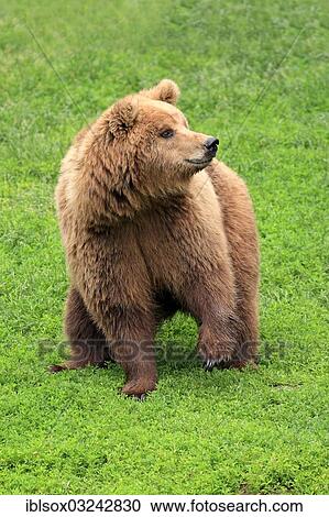 "Brown Bear (Ursus arctos), female, captive, Baden-Wurttemberg, Germany, Europe" View Large Photo Image Stock Image - "Brown Bear (Ursus arctos), female, captive, Baden-Wurttemberg, Germany, Europe". Fotosearch