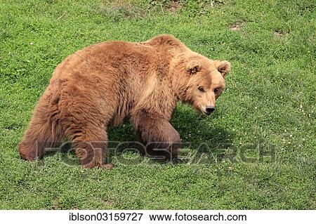 "Brown Bear (Ursus arctos), female, walking, captive, Cleebronn, Baden-Wurttemberg, Germany, Europe" View Large Photo Image Stock Photo - "Brown Bear (Ursus arctos), female, walking, captive, Cleebronn, Baden-Wurttemberg, Germany, Europe". Fotosearch