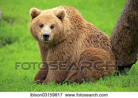 Stock Photo - "Brown Bear (Ursus arctos), female, captive, Baden-Wurttemberg, Germany, Europe". Fotosearch