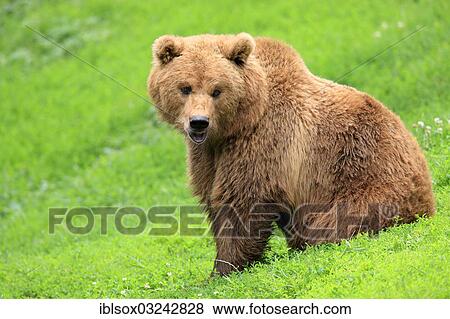 "Brown Bear (Ursus arctos), female, captive, Baden-Wurttemberg, Germany, Europe" View Large Photo Image Stock Photo - "Brown Bear (Ursus arctos), female, captive, Baden-Wurttemberg, Germany, Europe". Fotosearch