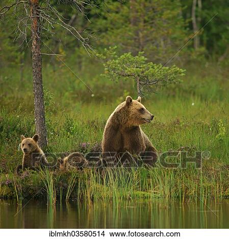 "Brown Bear (Ursus arctos), female with cubs, Suomussalmi, Kainuu, Finland, Europe" View Large Photo Image Picture - "Brown Bear (Ursus arctos), female with cubs, Suomussalmi, Kainuu, Finland, Europe". Fotosearch