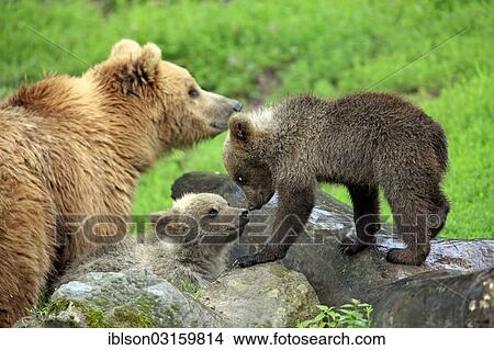 "Brown Bear (Ursus arctos), female with two cubs, captive, Cleebronn, Baden-Wurttemberg, Germany, Europe" View Large Photo Image Picture - "Brown Bear (Ursus arctos), female with two cubs, captive, Cleebronn, Baden-Wurttemberg, Germany, Europe". Fotosearch