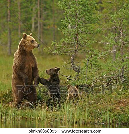 "Brown Bear (Ursus arctos), female with cubs, Suomussalmi, Kainuu, Finland, Europe" View Large Photo Image Stock Image - "Brown Bear (Ursus arctos), female with cubs, Suomussalmi, Kainuu, Finland, Europe". Fotosearch