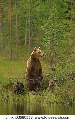 "Brown Bear (Ursus arctos), female with cubs, Suomussalmi, Kainuu, Finland, Europe" View Large Photo Image Stock Image - "Brown Bear (Ursus arctos), female with cubs, Suomussalmi, Kainuu, Finland, Europe". Fotosearch