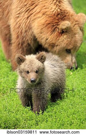 "Brown Bear (Ursus arctos), female with cub, captive, Cleebronn, Baden-Wurttemberg, Germany, Europe" View Large Photo Image Stock Image - "Brown Bear (Ursus arctos), female with cub, captive, Cleebronn, Baden-Wurttemberg, Germany, Europe". Fotosearch