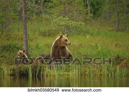 "Brown Bear (Ursus arctos), female with cubs, Suomussalmi, Kainuu, Finland, Europe" View Large Photo Image Stock Photo - "Brown Bear (Ursus arctos), female with cubs, Suomussalmi, Kainuu, Finland, Europe". Fotosearch