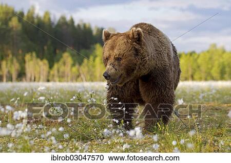 "Brown Bear (Ursus arctos) in a bog with cotton grass, Karelia, Finland, Europe" View Large Photo Image Stock Image - "Brown Bear (Ursus arctos) in a bog with cotton grass, Karelia, Finland, Europe". Fotosearch