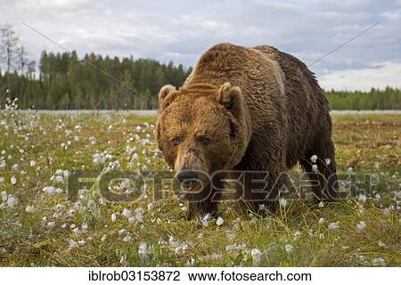 "Brown Bear (Ursus arctos) in a bog with cotton grass, Karelia, Finland, Europe" View Large Photo Image Stock Image - "Brown Bear (Ursus arctos) in a bog with cotton grass, Karelia, Finland, Europe". Fotosearch