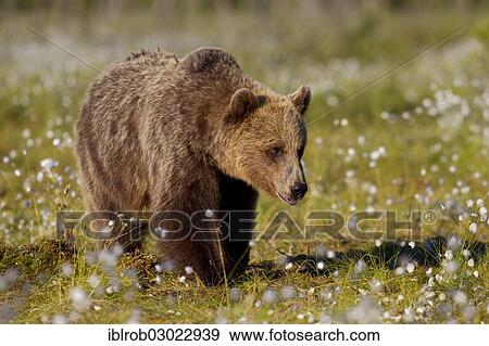 "Brown Bear (Ursus arctos) in a bog with cotton grass, Karelia, Finland, Europe" View Large Photo Image Stock Photo - "Brown Bear (Ursus arctos) in a bog with cotton grass, Karelia, Finland, Europe". Fotosearch